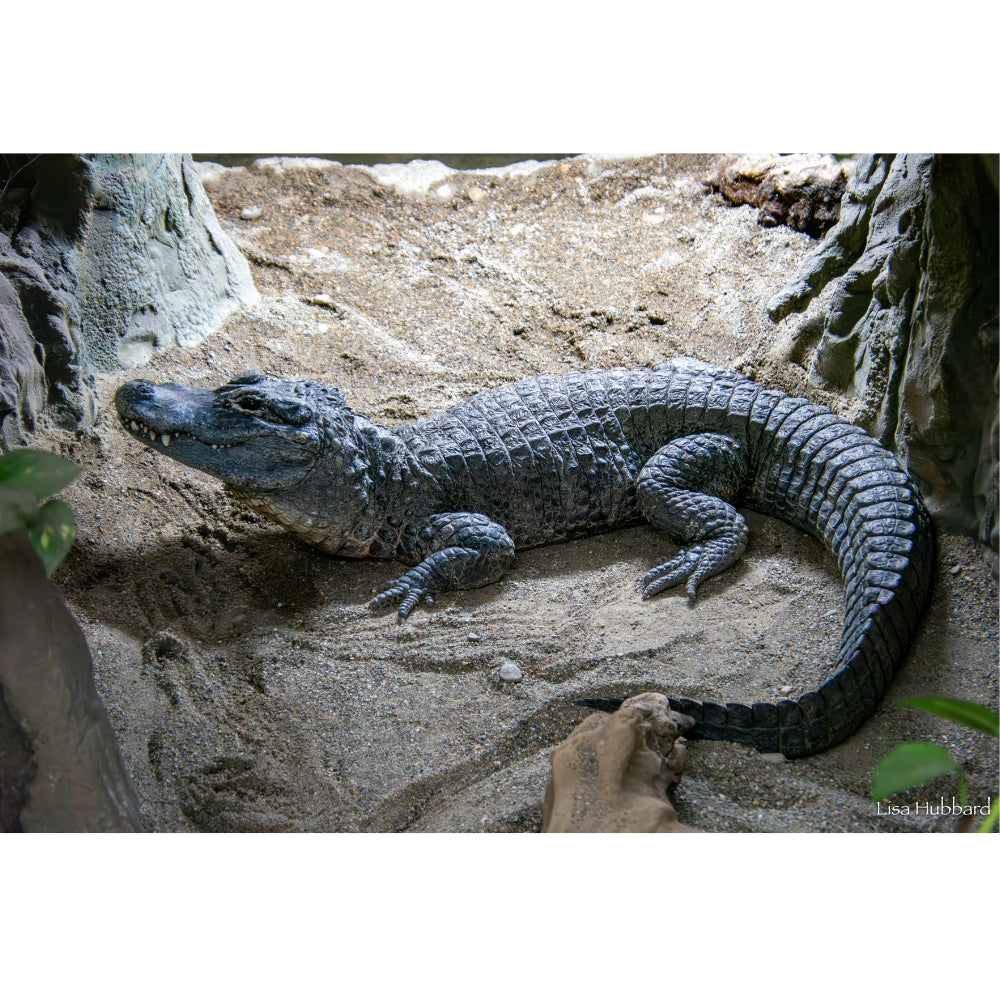 ZOO ページ Minnesota Zoo Animal List Part 8 : Minnesota Zoo : Free