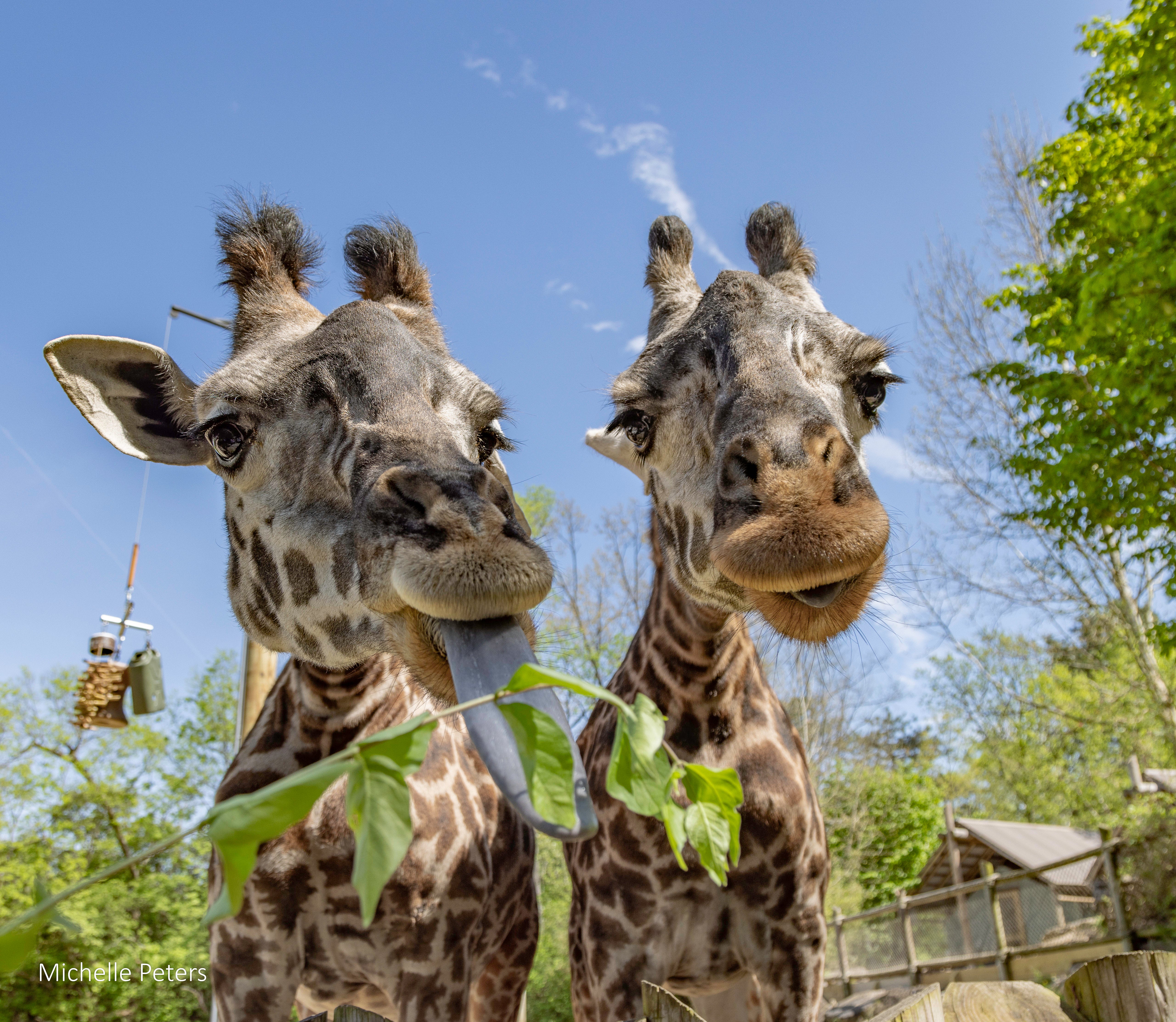 ジラフさまのページ Giraffe – shopcincinnatizoo