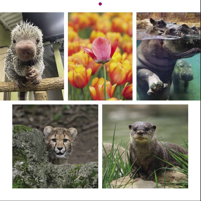 2026 Cincinnati Zoo Calendar