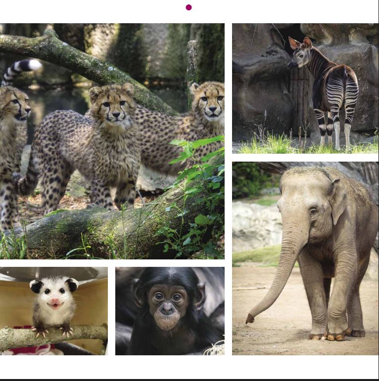 2026 Cincinnati Zoo Calendar