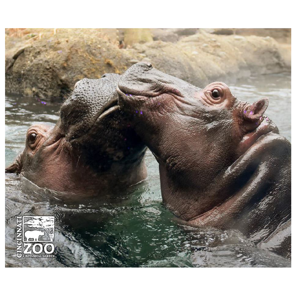 BLANKET FIONA & FRITZ 2024 shopcincinnatizoo