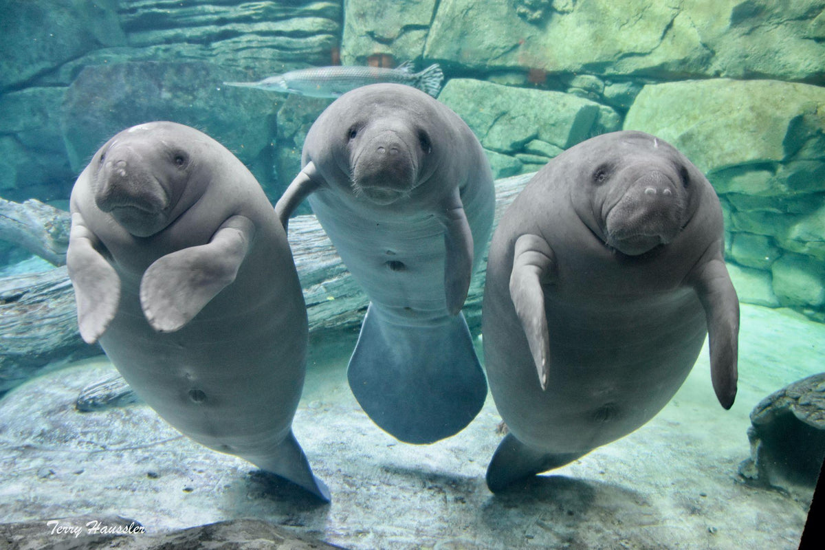 Manatee – shopcincinnatizoo