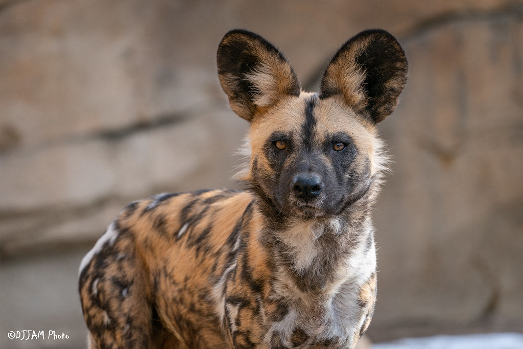 African Painted Dog