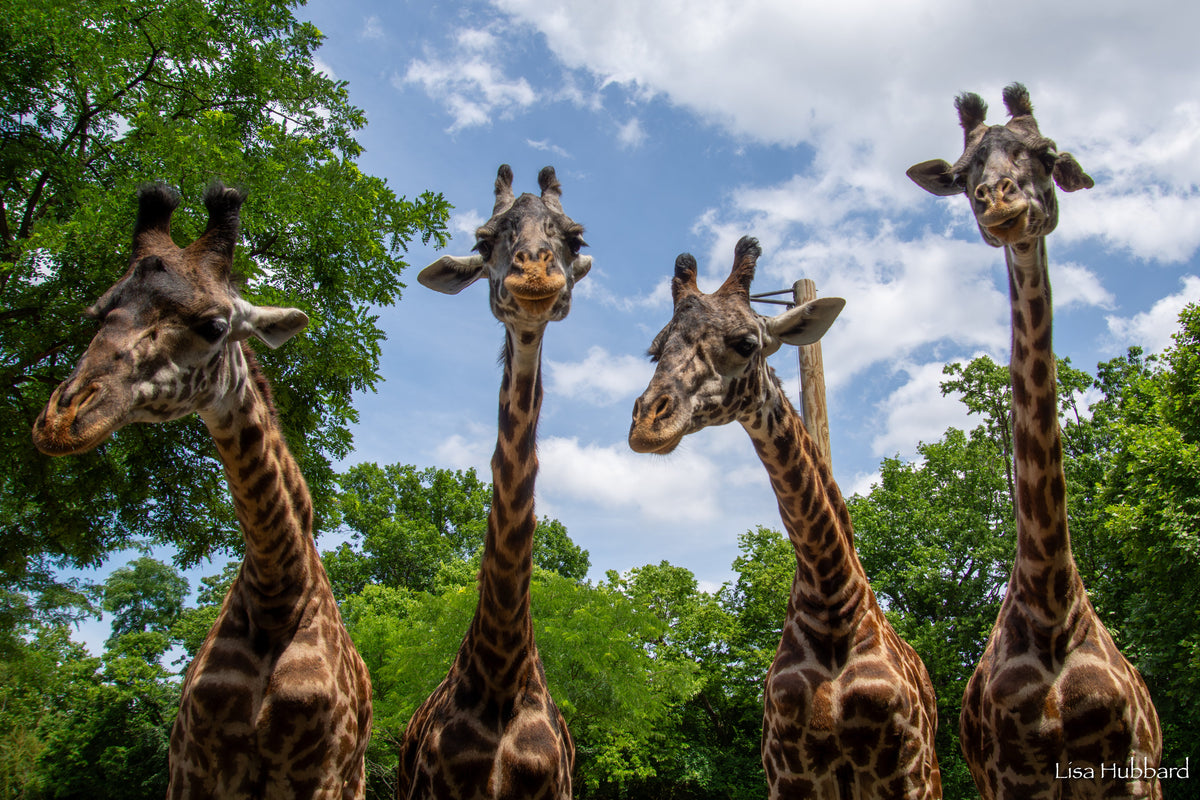 Giraffe