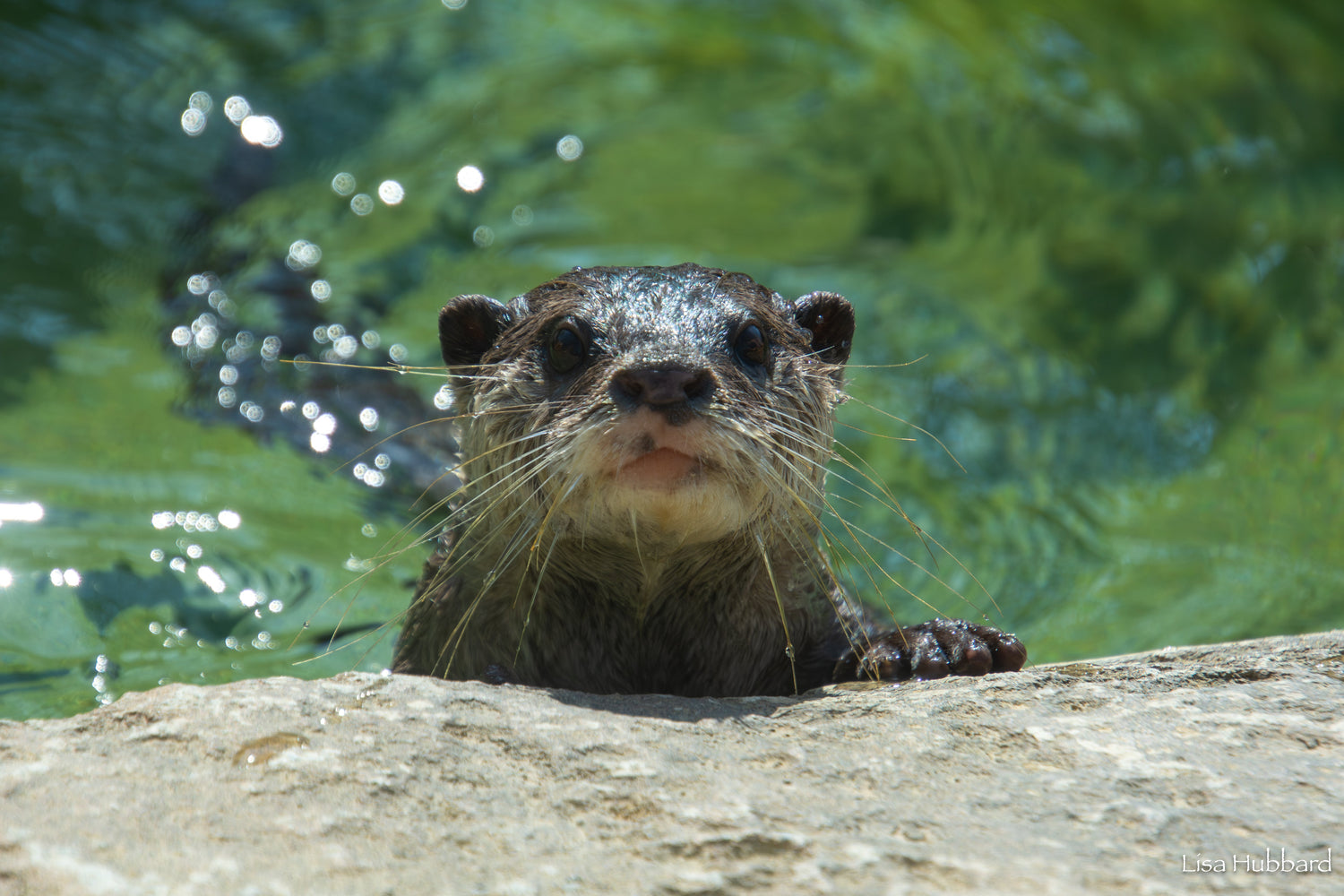Otter