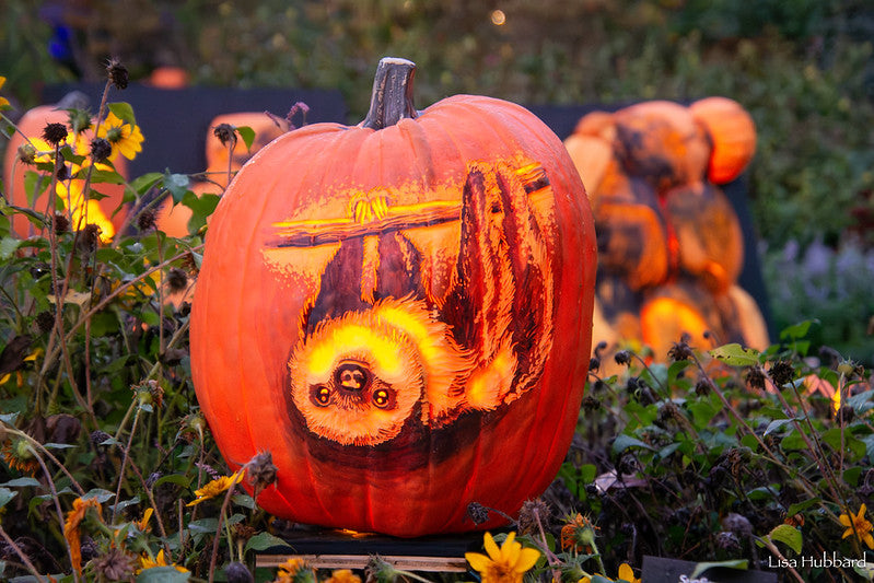 Fall Faves