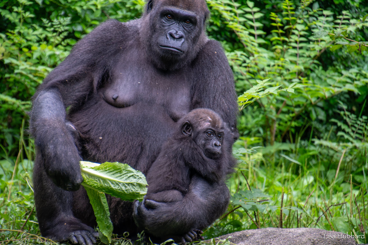 Gorilla