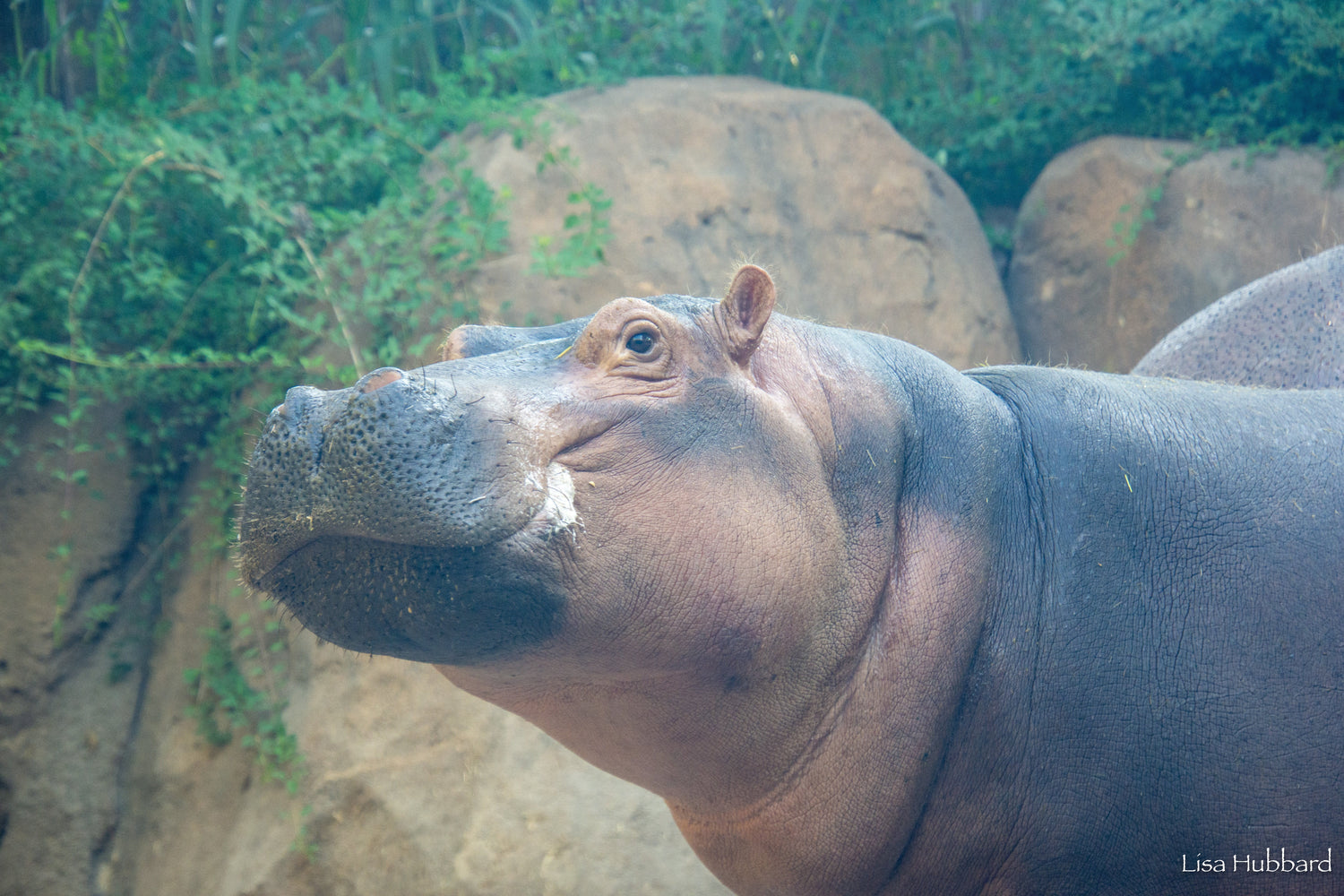 Fiona® the Hippo