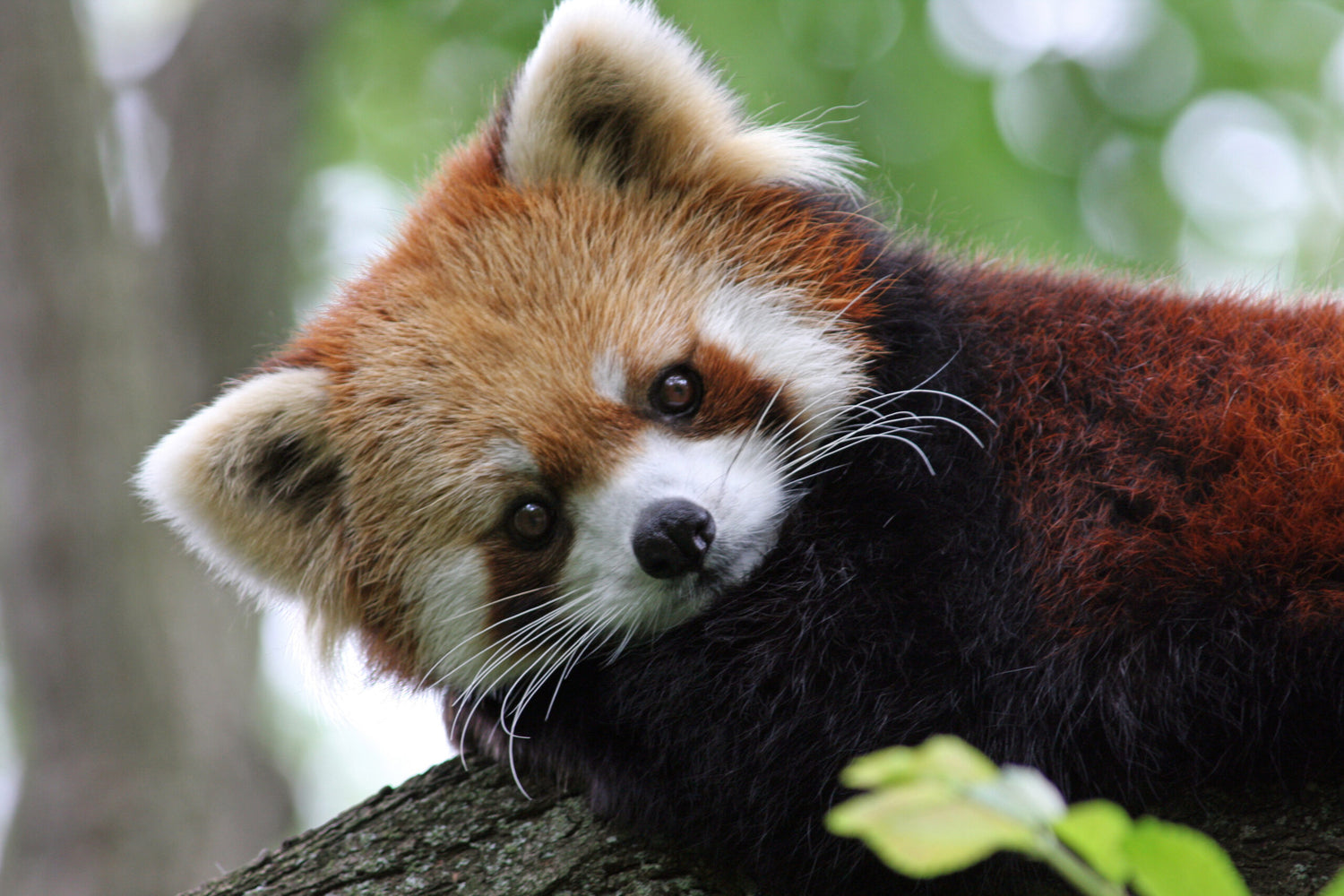 Red Panda