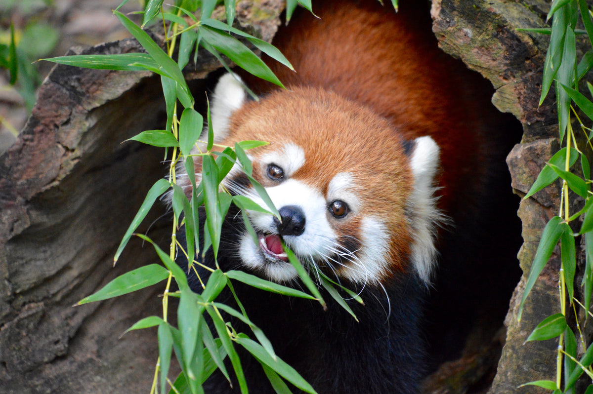Red Panda Poppykins