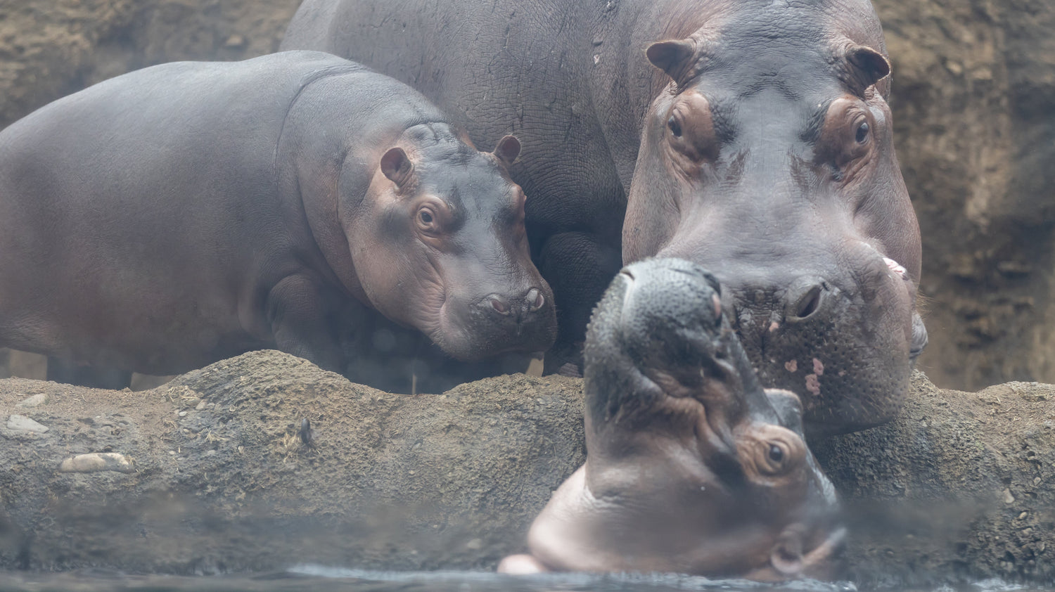 HIPPO