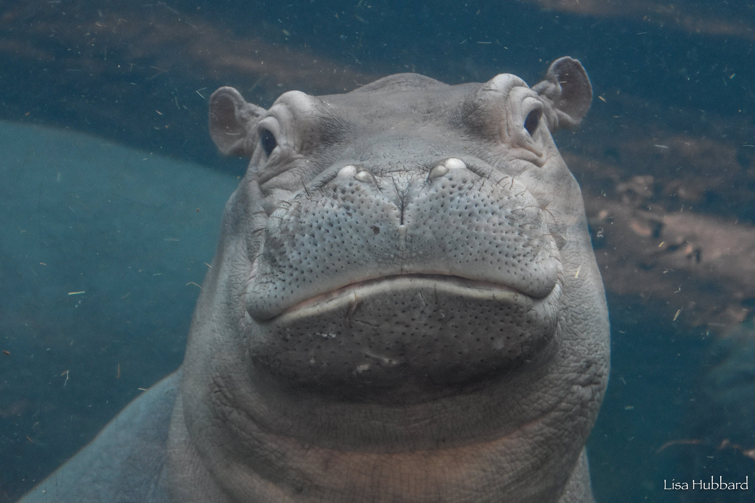 Fritz the Hippo