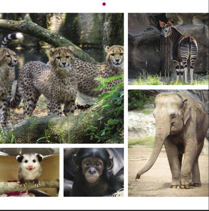 2026 Cincinnati Zoo Calendar