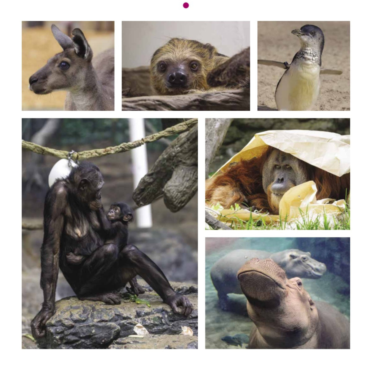 2026 Cincinnati Zoo Calendar Inside