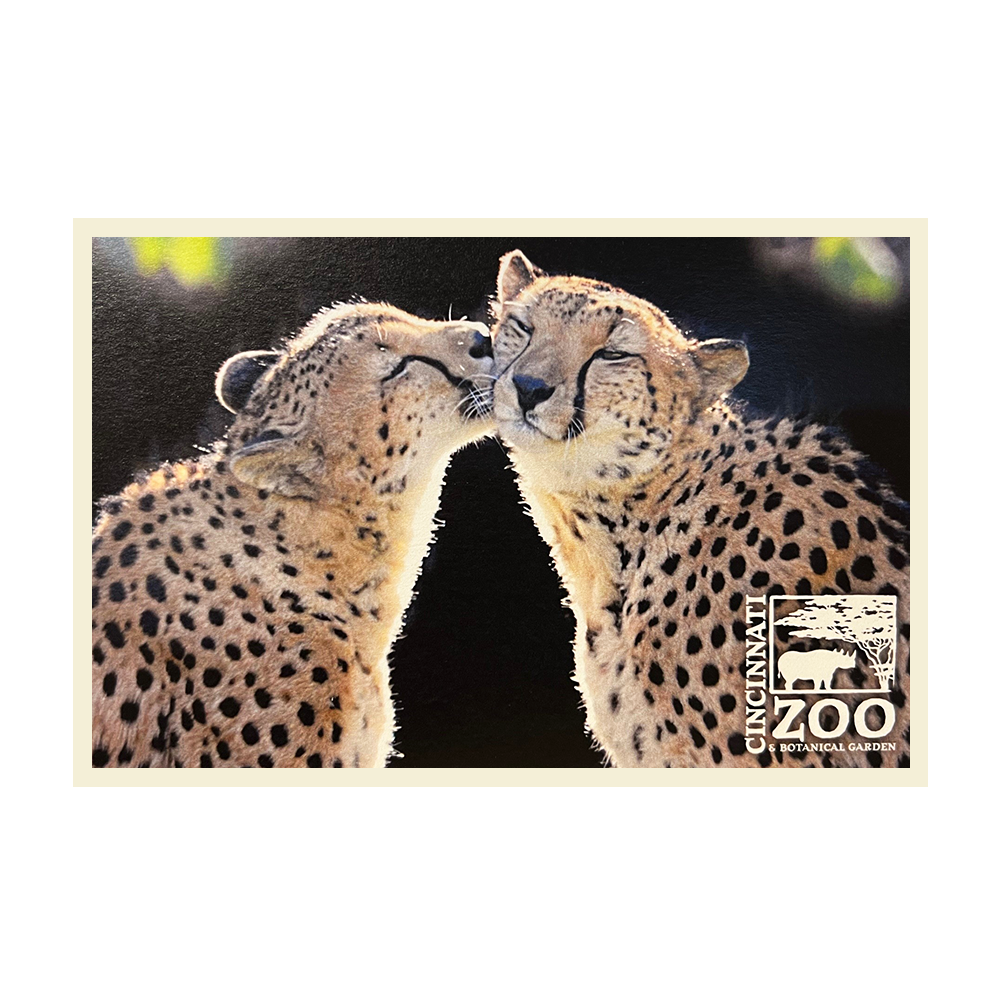 PC Cheetah Kiss