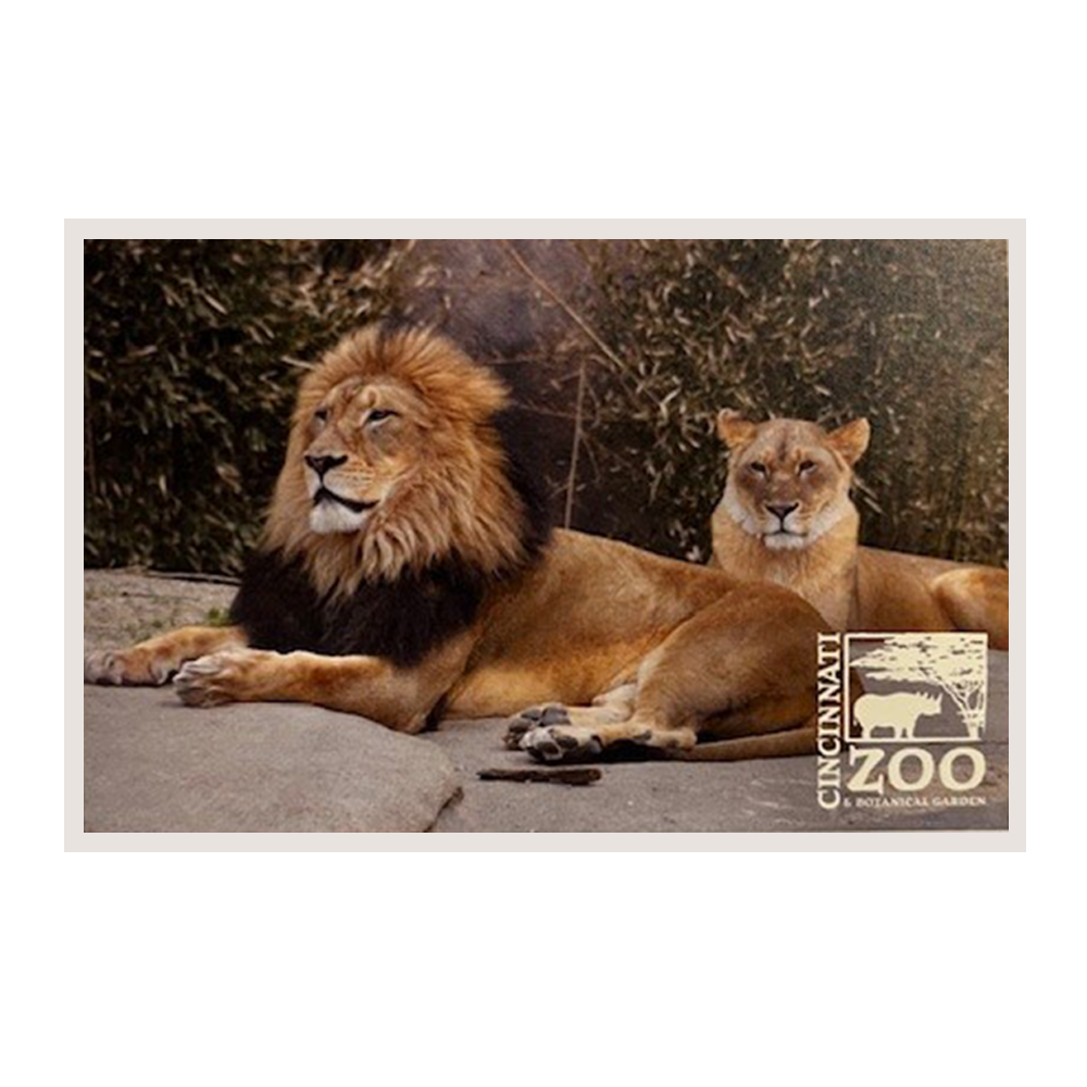 PC LION & LIONESS